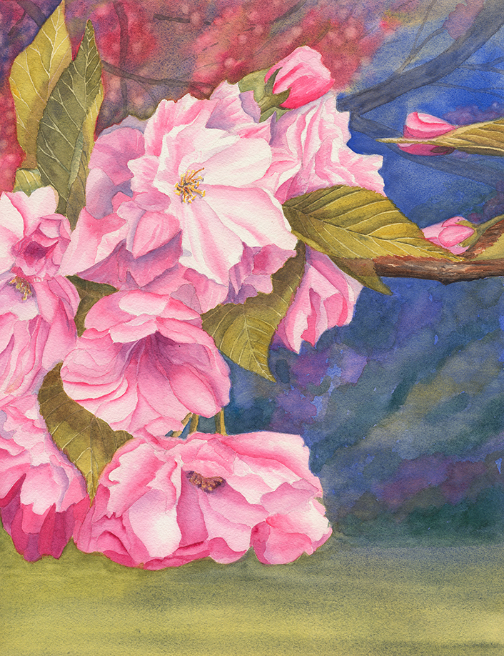 Cherry Blossoms Thumbnail Placeholder